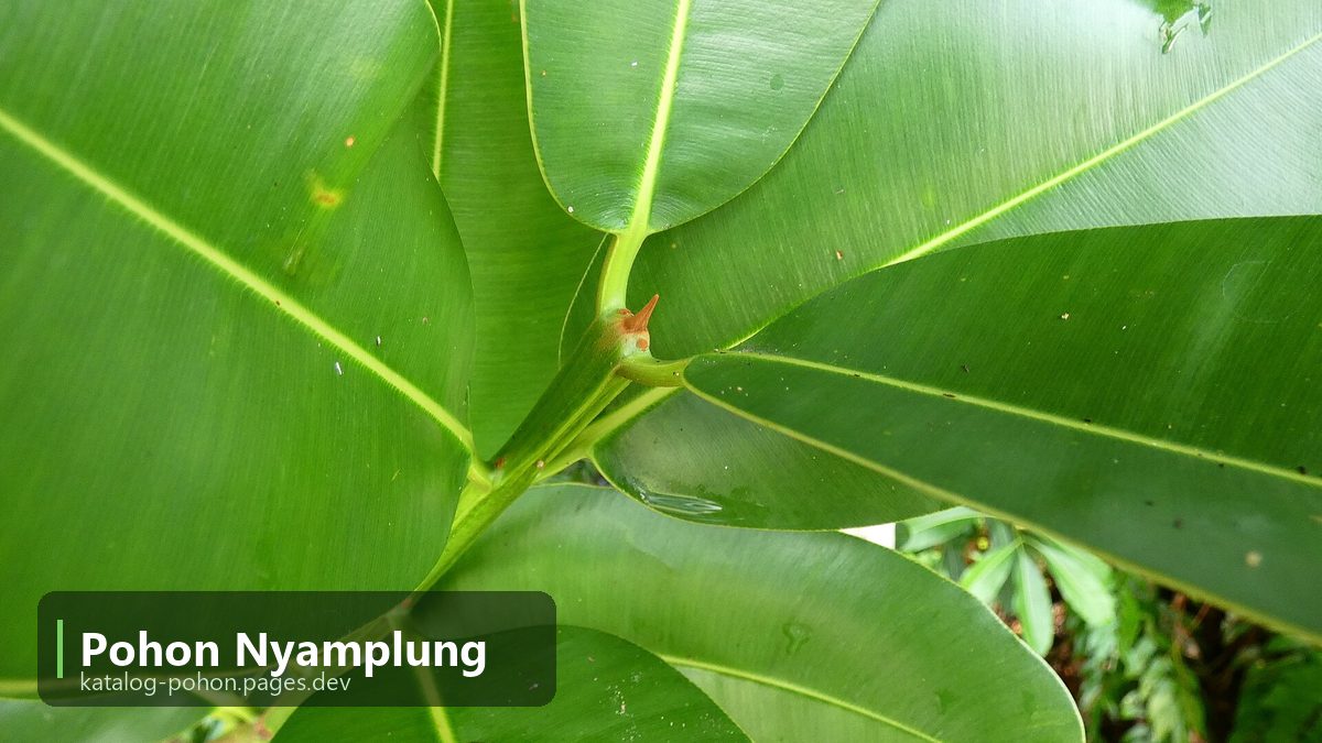 Pohon Nyamplung