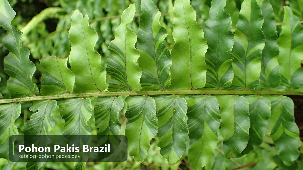 Pohon Pakis Brazil