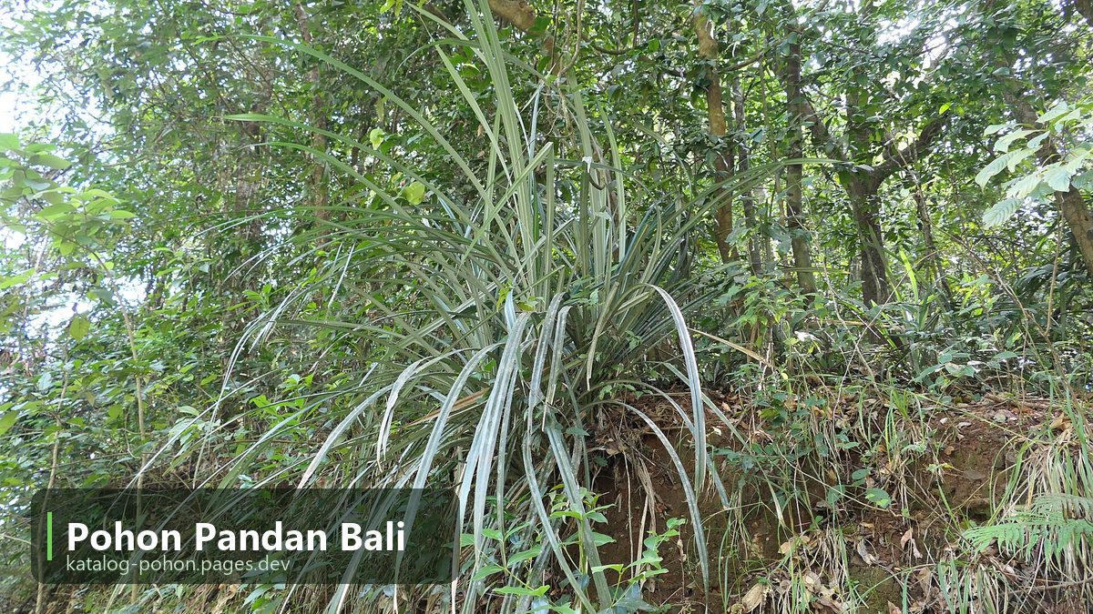 Pohon Pandan Bali