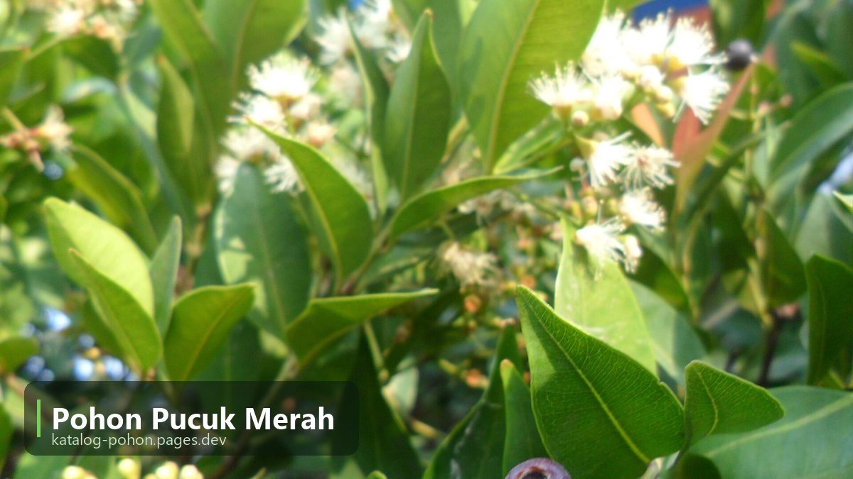 Pohon Pucuk Merah