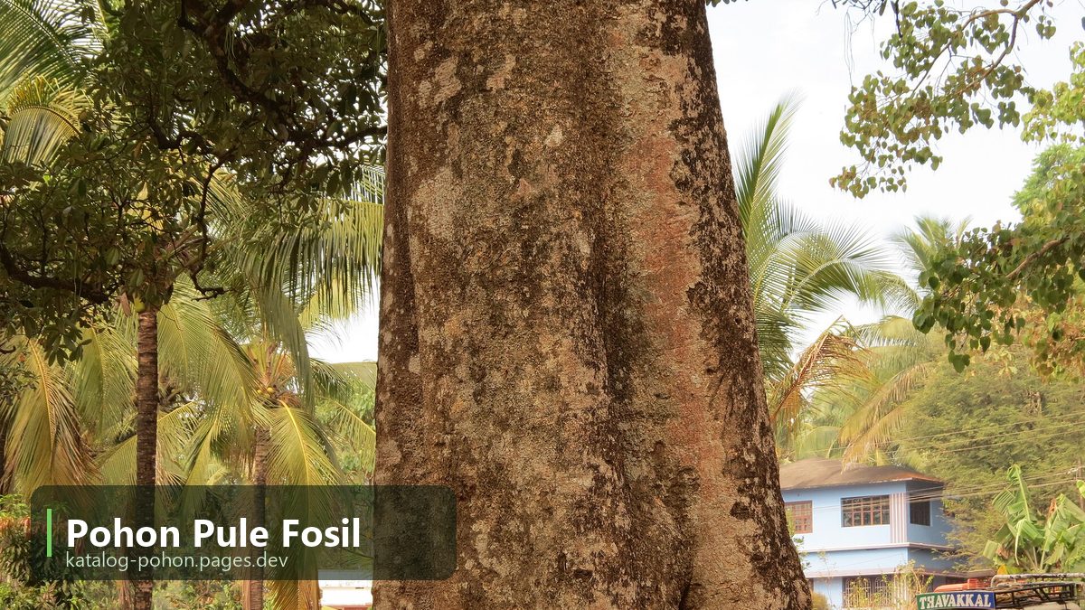 Pohon Pule Fosil