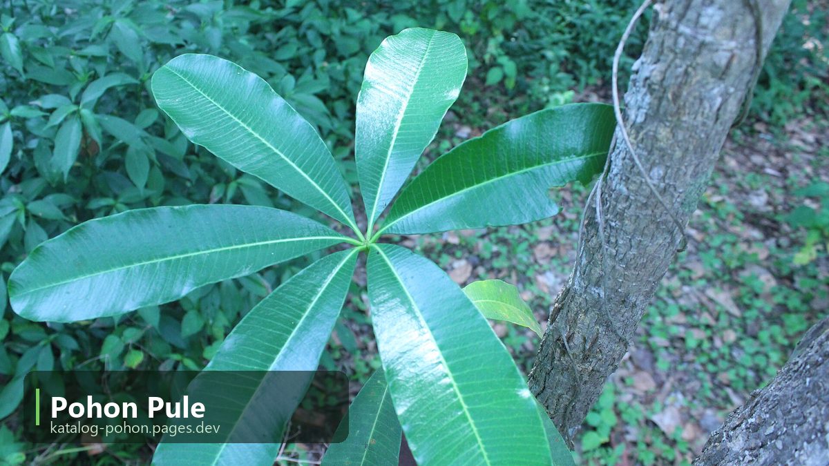 Pohon Pule - Pohon Peneduh