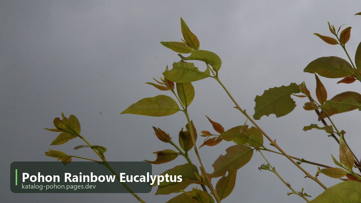 Pohon Rainbow Eucalyptus