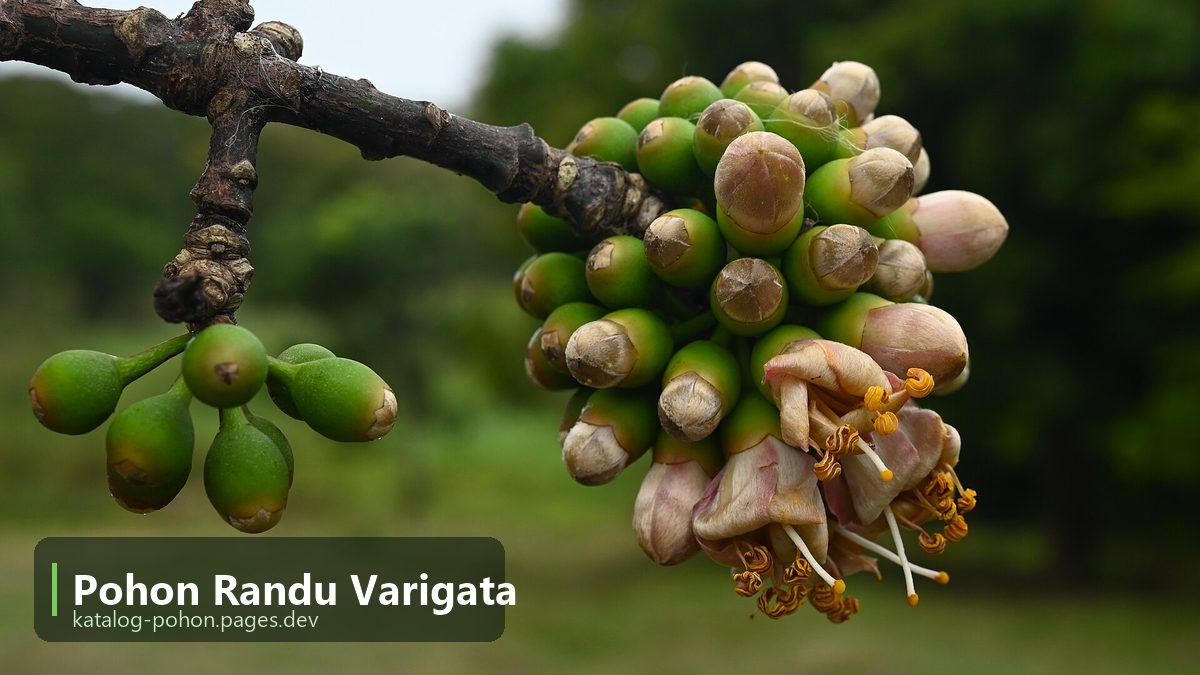 Pohon Randu Varigata