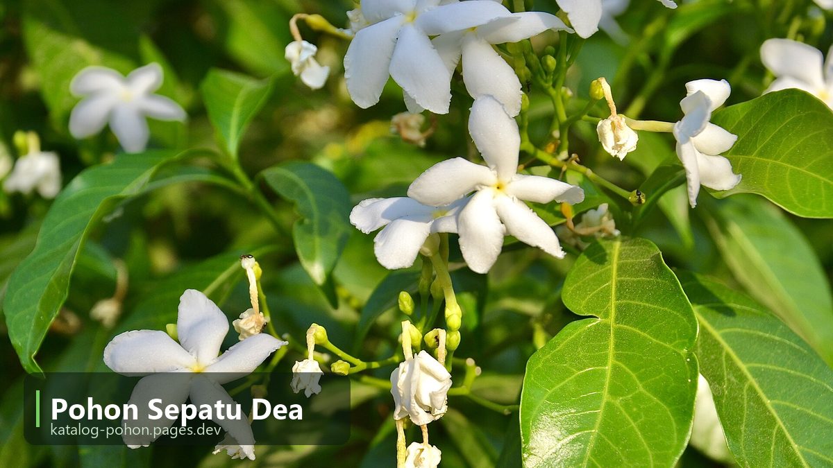 Pohon Sepatu Dea