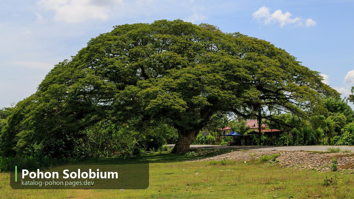 Pohon Solobium