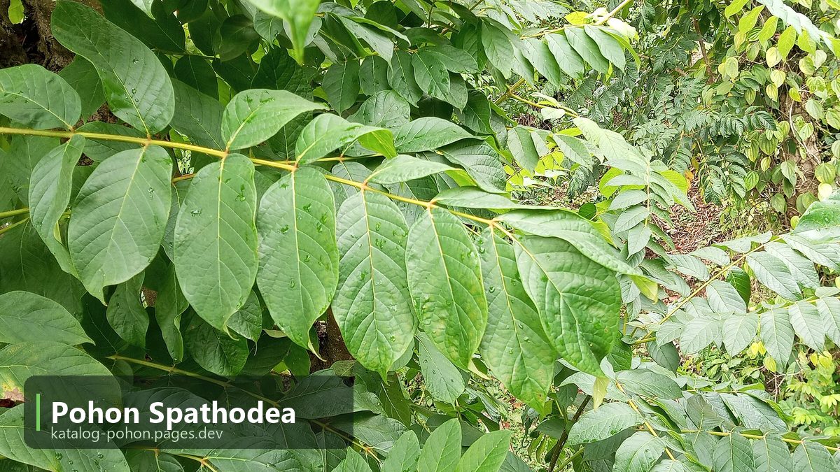 Pohon Spathodea