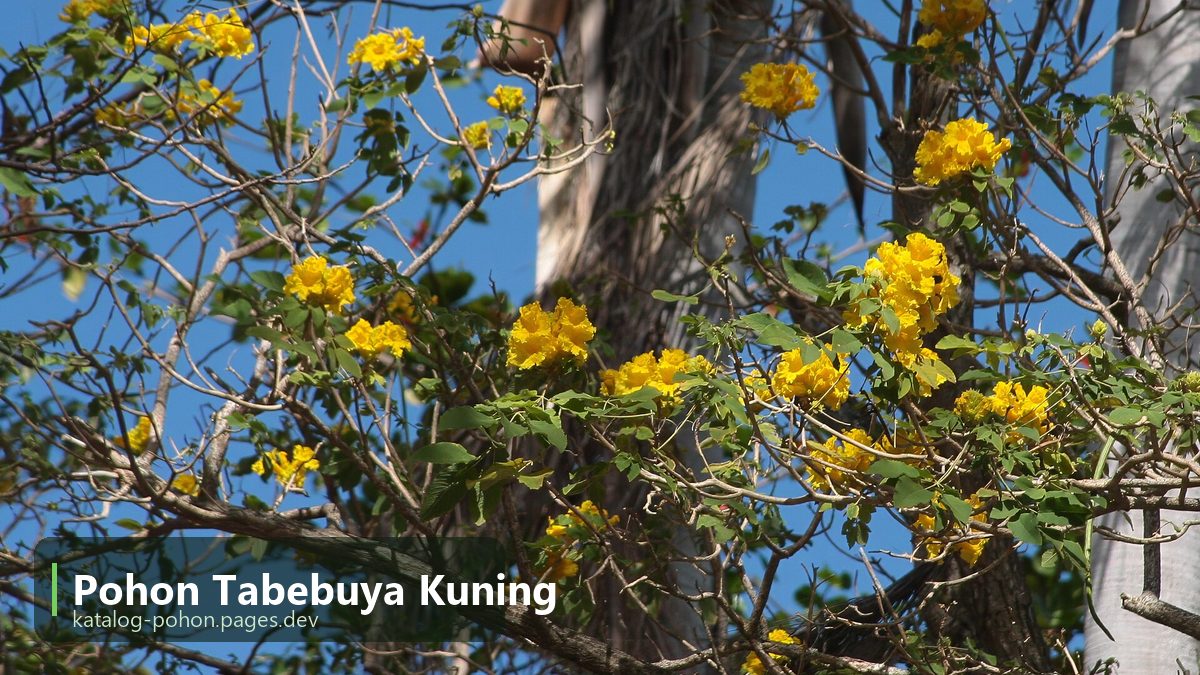 Pohon Tabebuya Kuning