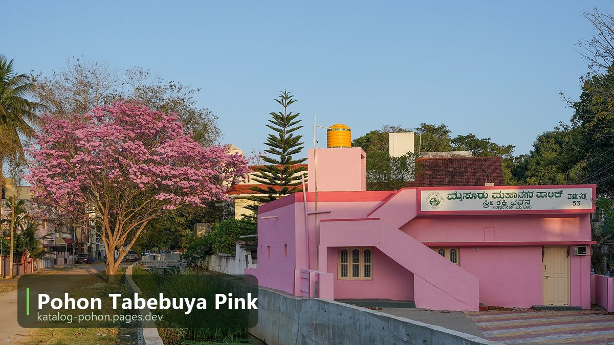 Pohon Tabebuya Pink