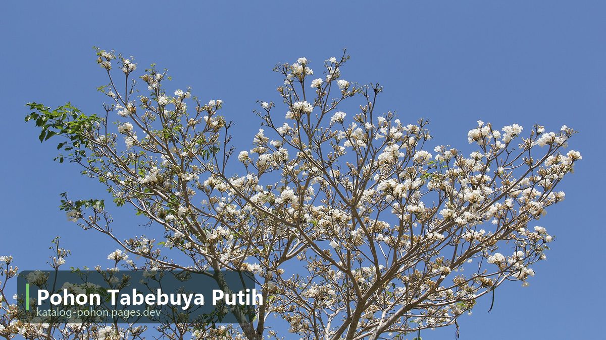 Pohon Tabebuya Putih
