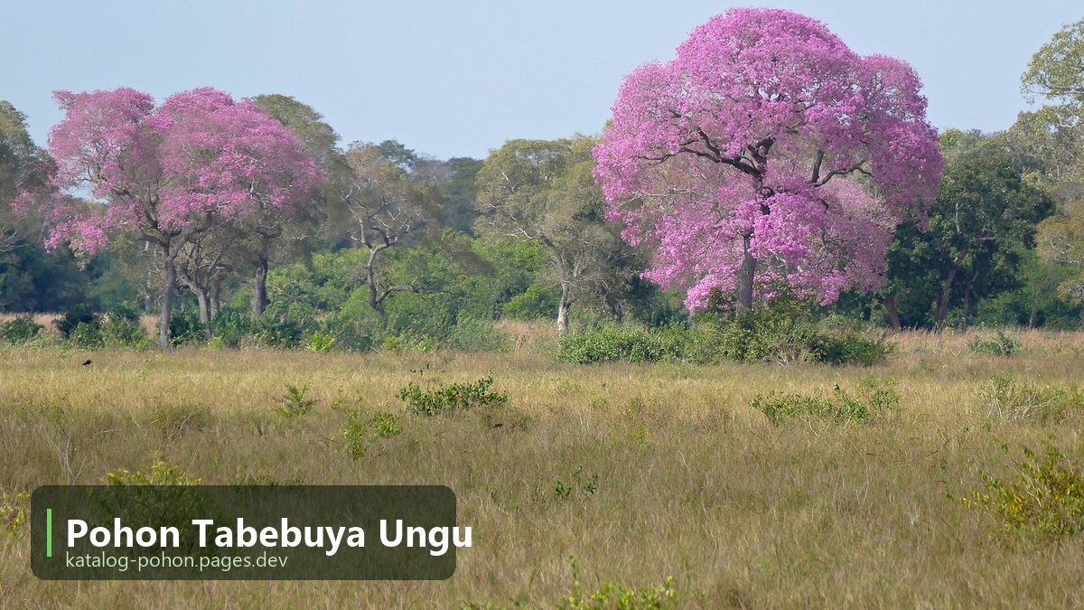 Pohon Tabebuya Ungu