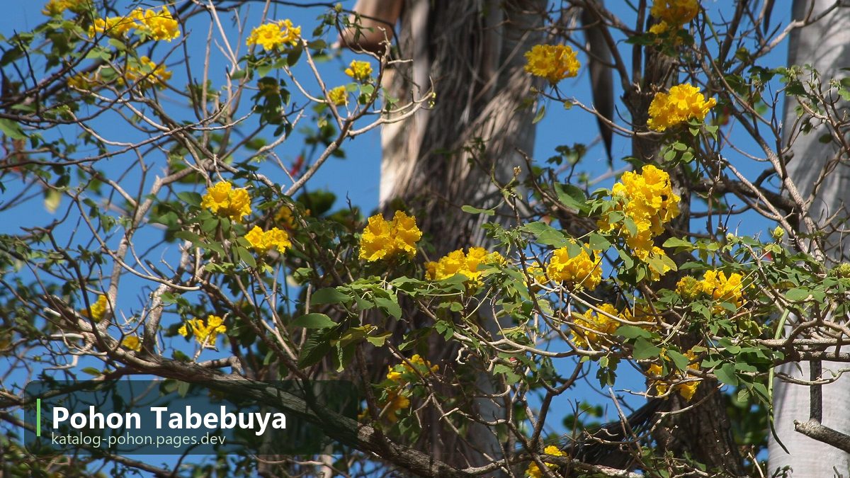 Pohon Tabebuya - Pohon Peneduh