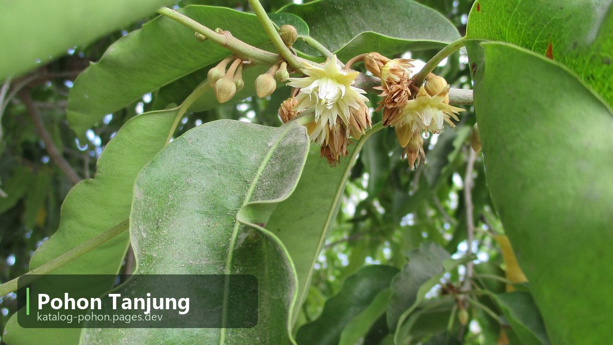 Pohon Tanjung - Pohon Peneduh
