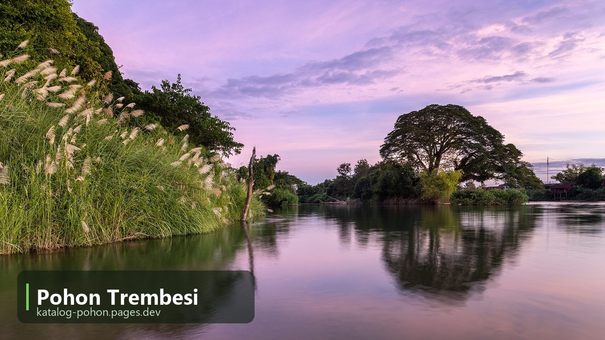 Pohon Trembesi - Pohon Peneduh