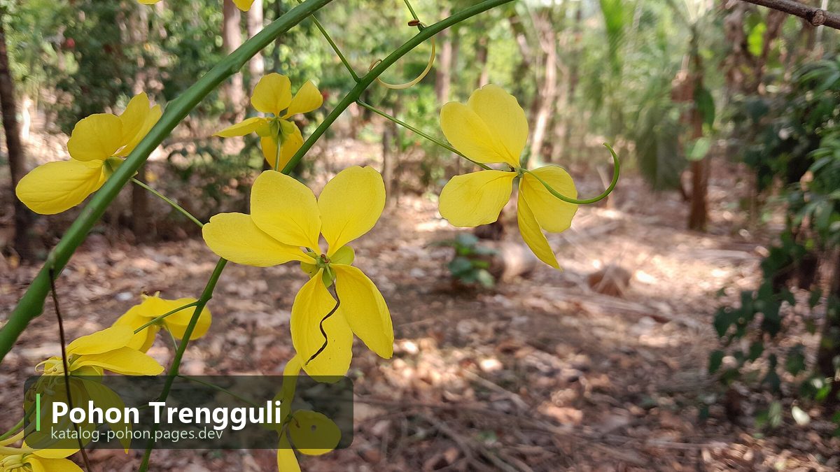 Pohon Trengguli