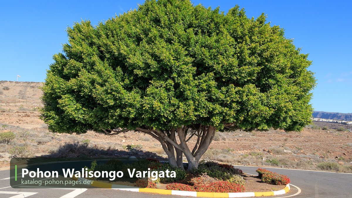 Pohon Walisongo Varigata