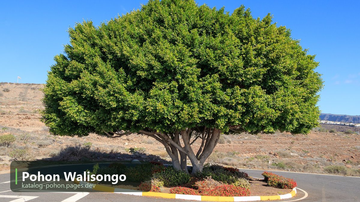 Pohon Walisongo